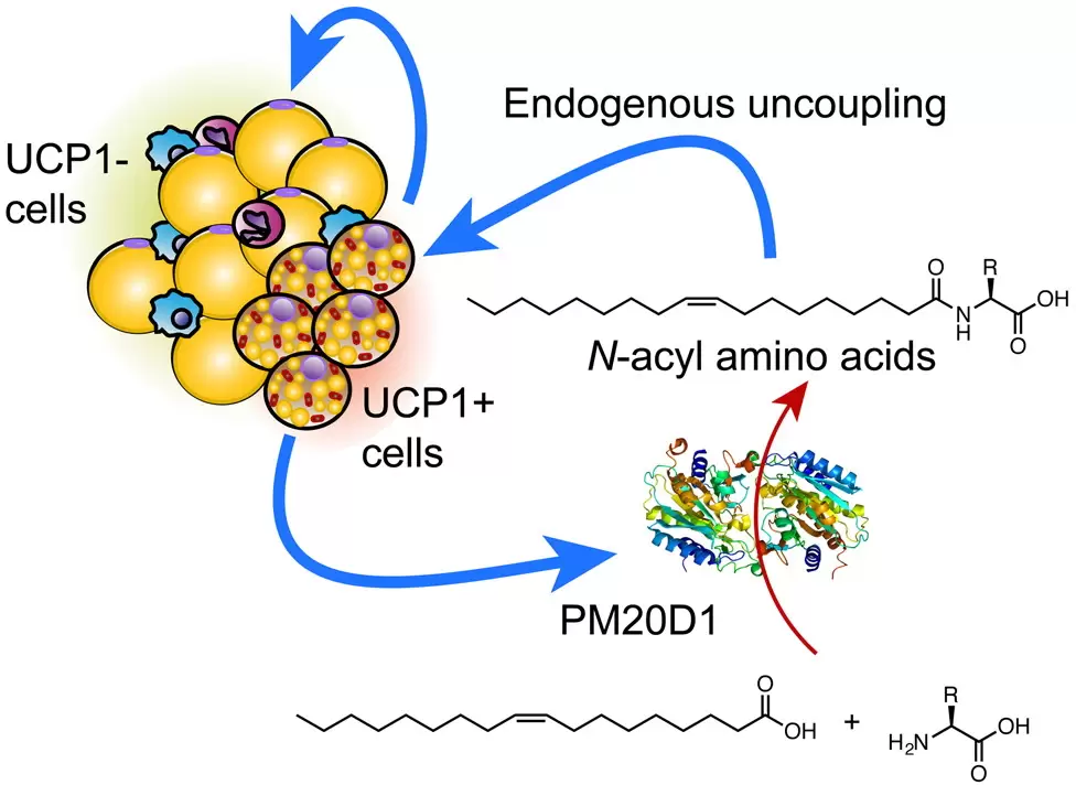Model of the PM20D1/N-acyl amino acid pathway.