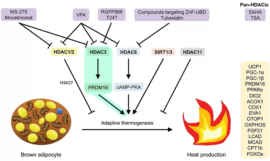 Ong et al. Frontiers in Endocrinology, 27 Feb 2020.; Adaptive thermogenesis via HDAC3.