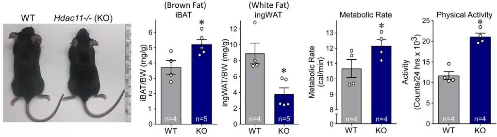HDAC11 deficiency increases thermogenic potential in mice.