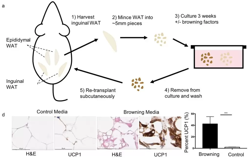 Single-step browning of mouse WAT tissue ex vivo.