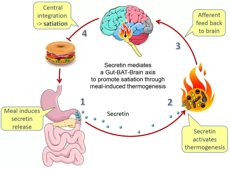 Secretin-activated brown fat mediates prandial thermogenesis to induce satiation,