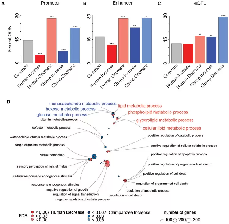 Swain-Lenz. Genome Biology and Evolution 11(7), p1997-2008 (2019). Species-specific OCR states correlate with cis-regulatory divergence.