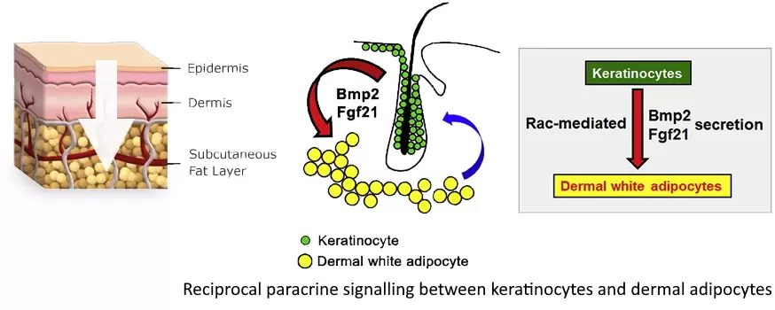 Reciprocal paracrine signalling between keratinocytes and dermal adipocytes.