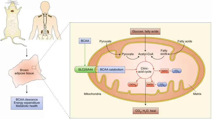 Diagram of BCAA catabolism.