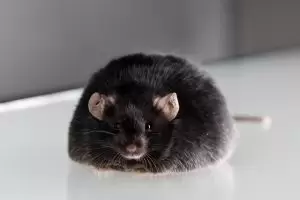 obese lab mouse