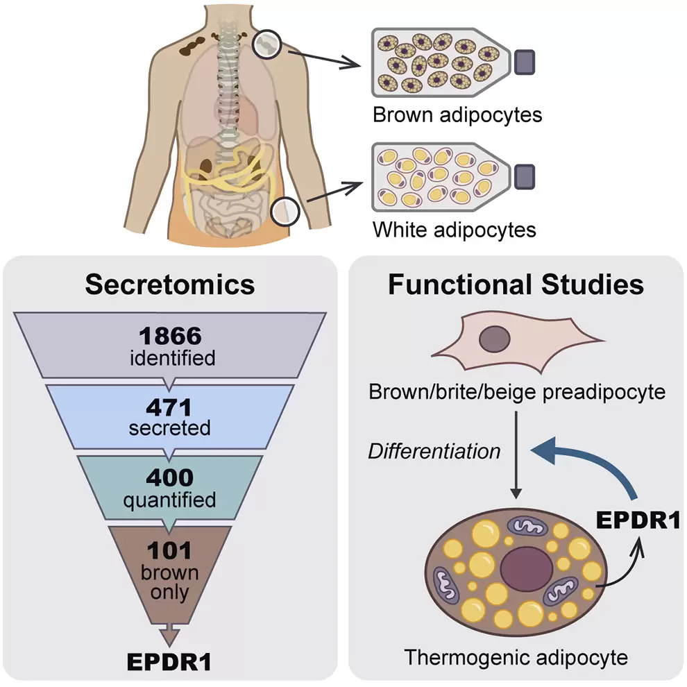 Proteomics-based comparative mapping of the secretomes of human brown and white adipocytes reveals EPDR1 as a novel BATokine.