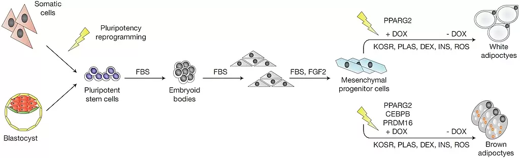 Generation of white and brown adipocytes from human pluripotent stem cells.