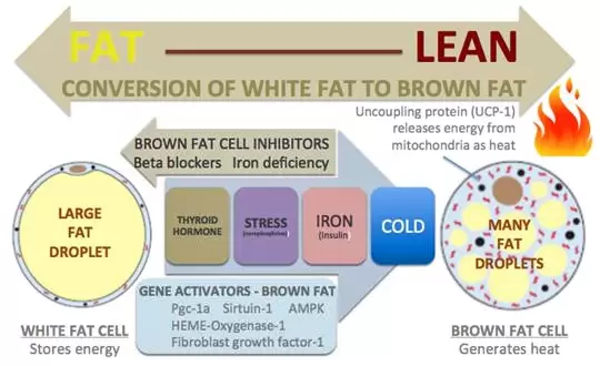 White fat to brown fat genes.