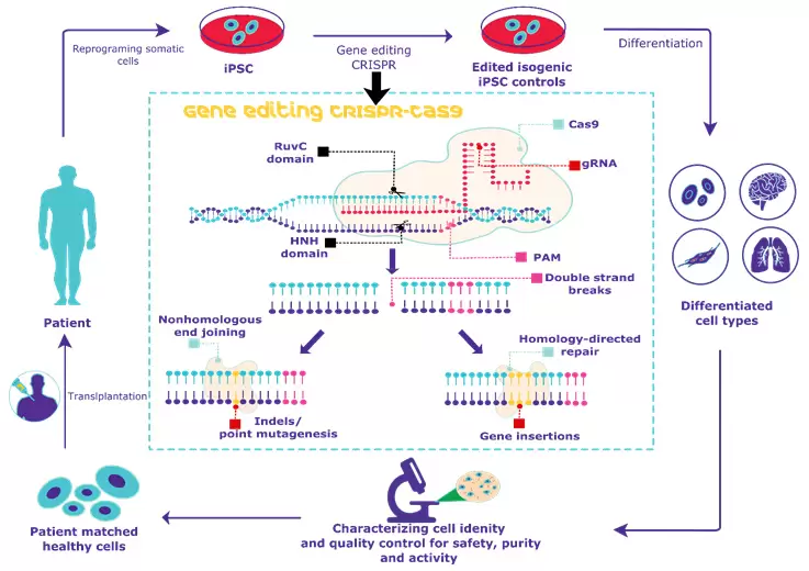 Overview of CRISPR gene editing of human iPSCs.