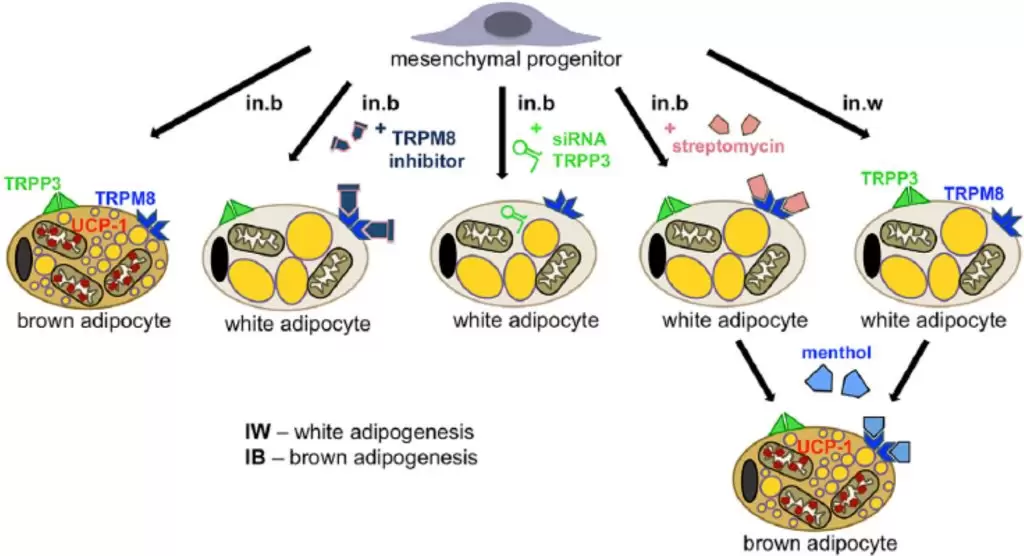TRP channel expression and their role in adipocyte differentiation.