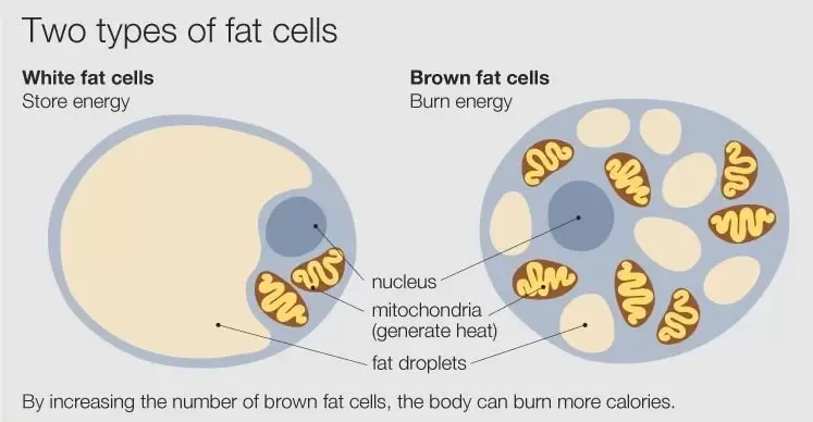 White fat cells and brown fat cells.