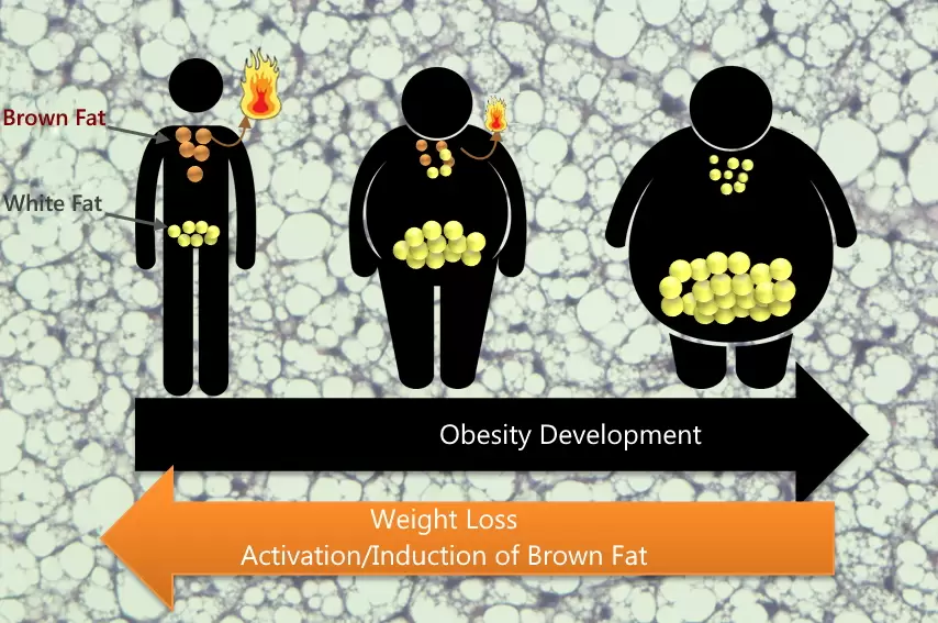Obesity development vs brown fat.