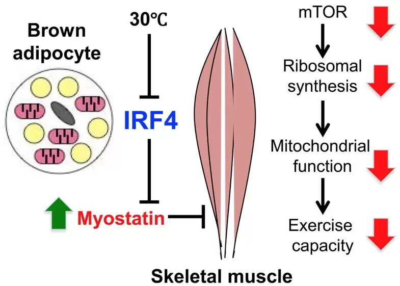 Kong et al. Cell Metabolism 28, p631–643 (2018). Brown adipose tissue controls skeletal muscle function via myostatin inhibition.