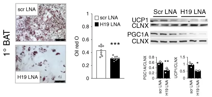 Schmidt, et al. Nat Commun 9, 3622 (2018). doi.org/10.1038/s41467-018-05933-8 LincRNA H19 required for brown but not white adipocyte differentiation and function.