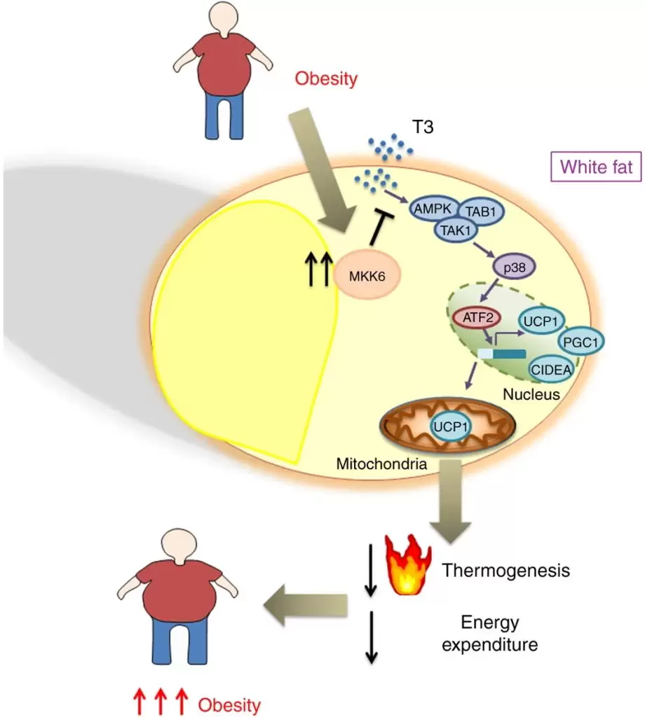 MKK6 controls T3-mediated browning of white adipose tissue.