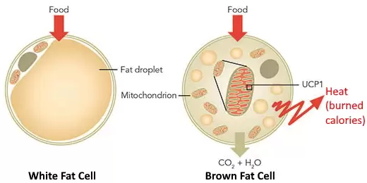 Adipocyte types and food response.