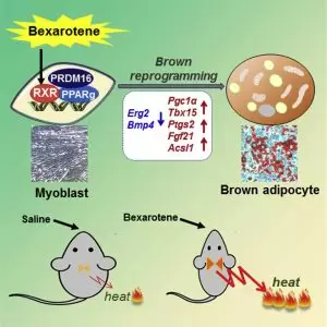 Bexarotene converts myoblasts into brown-like adipocytes