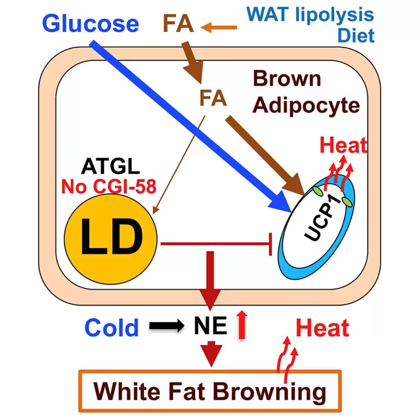 Lipolysis in brown adipocytes is not essential for cold-induced thermogenesis in mice.