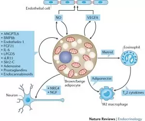 The autocrine and paracrine factors released by brown adipocytes.
