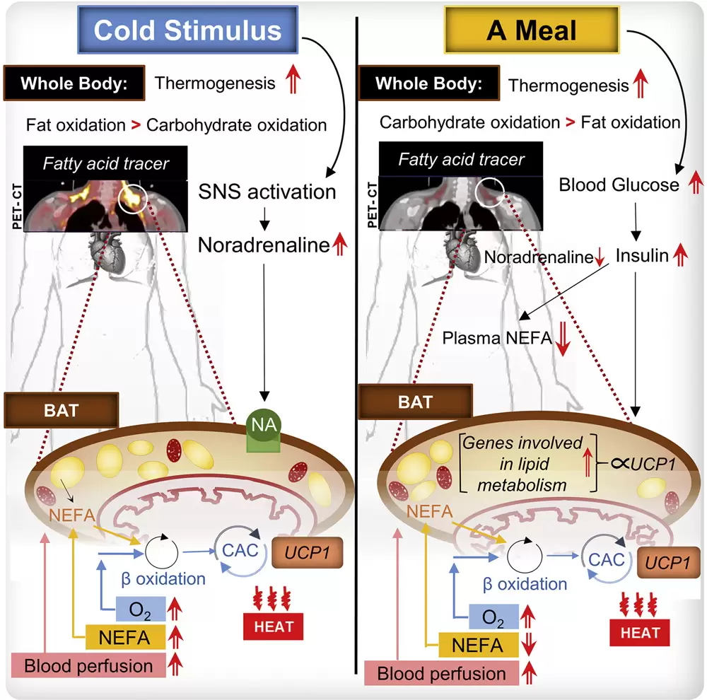 Postprandial oxidative metabolism of human brown fat indicates thermogenesis.